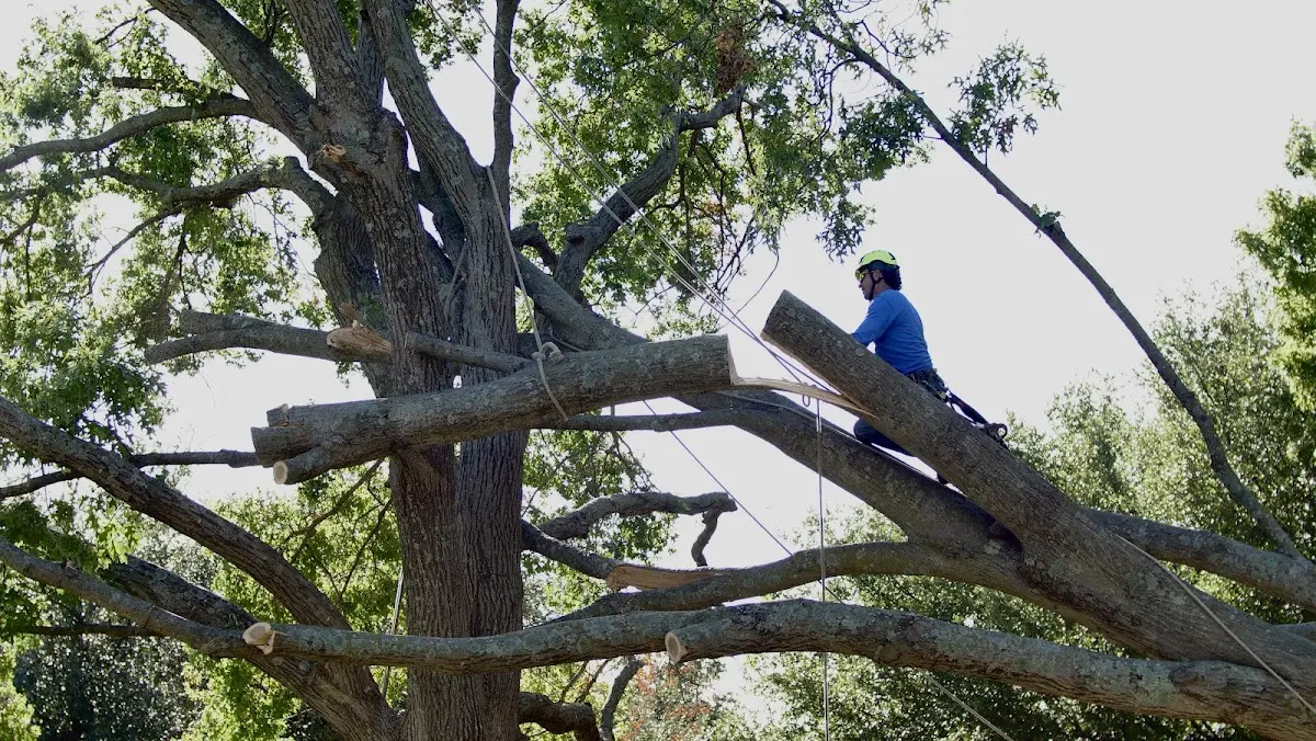 Professional Crown Thinning performed by certified arborists in Bouton
